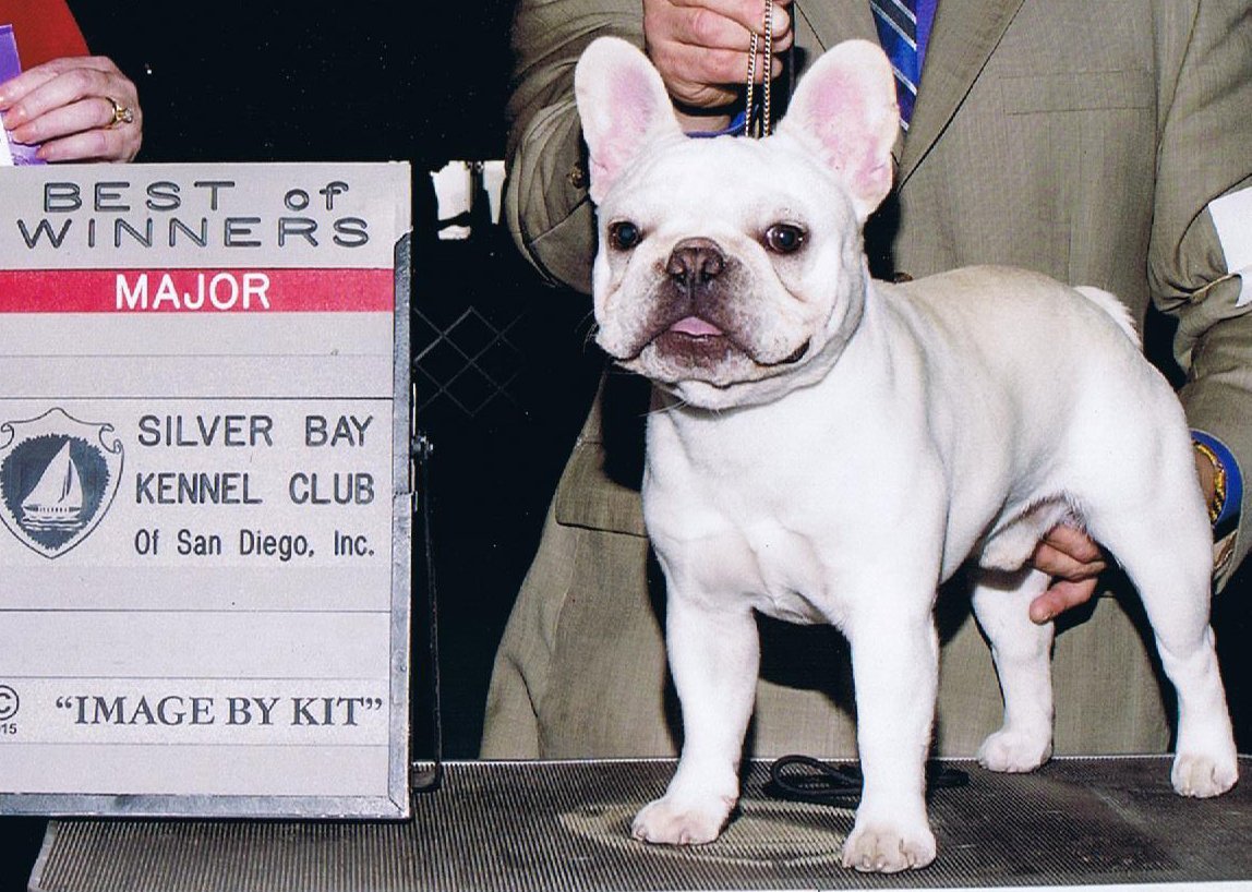 High Desert's French Bulldogs World's Smallest Purebred Frenchies