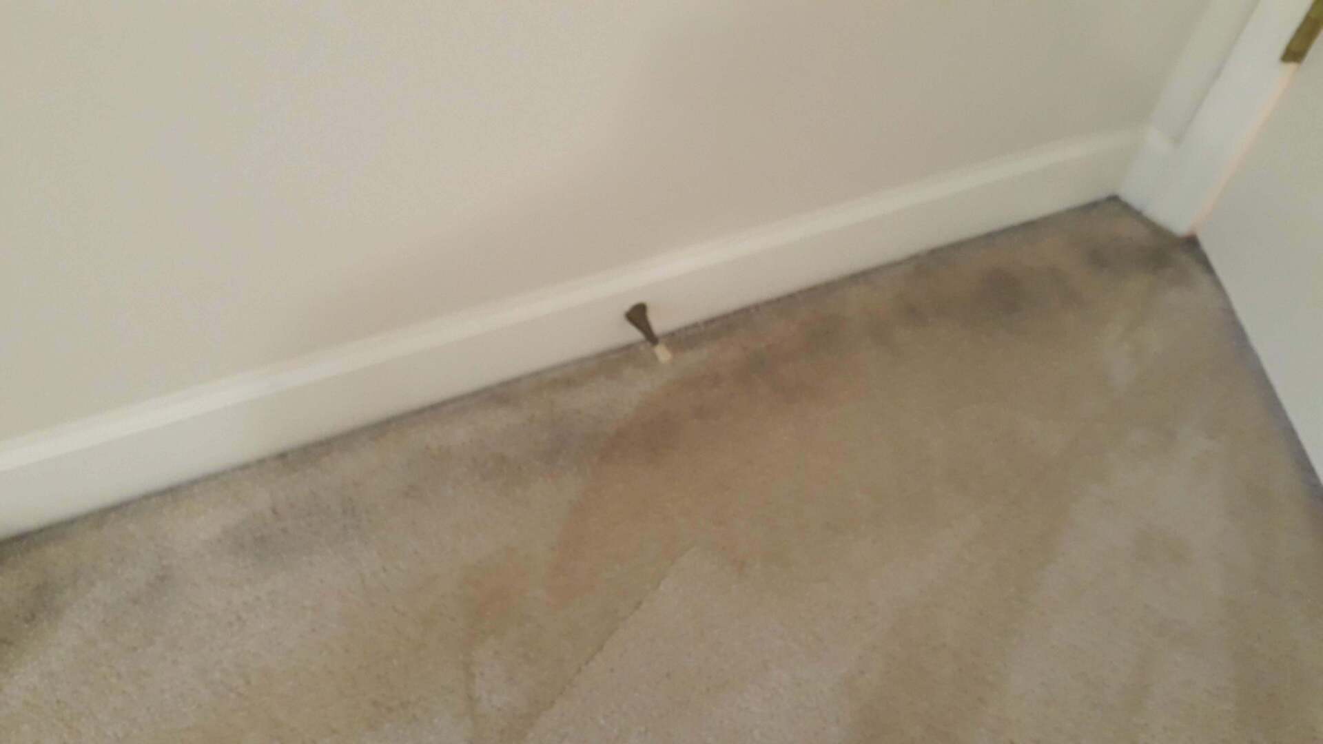 carpet cleaning service photos Gallatin, TN Master’s Touch Cleaning