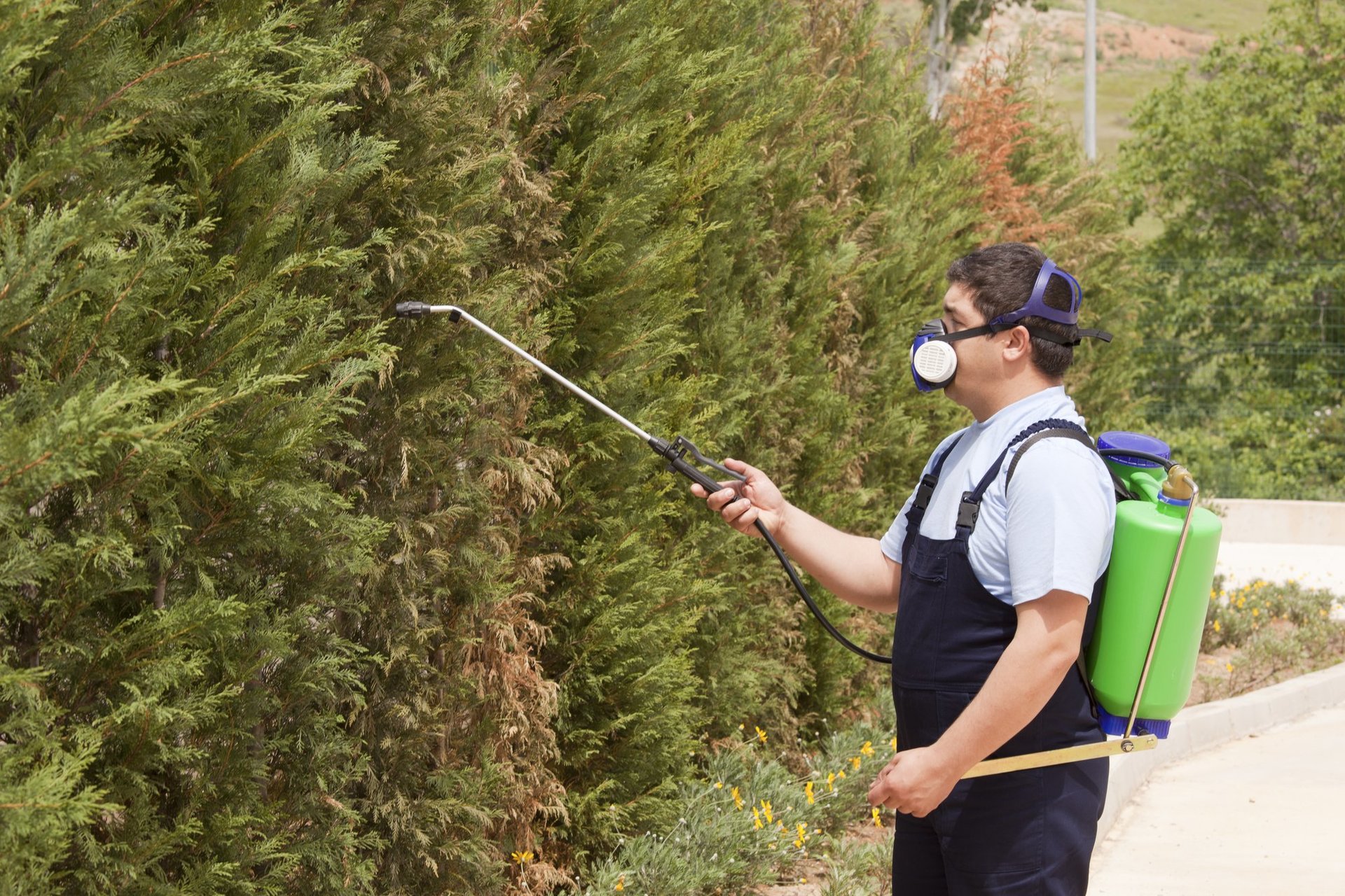 Pest Control in North Salt Lake, UT - Peterson Pest Control
