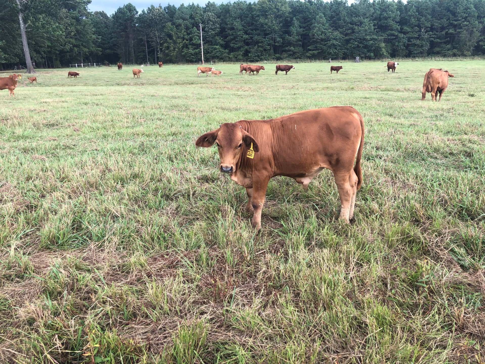Quality Cattle for Sale Hope, AR Pine Tree Acres Beefmasters