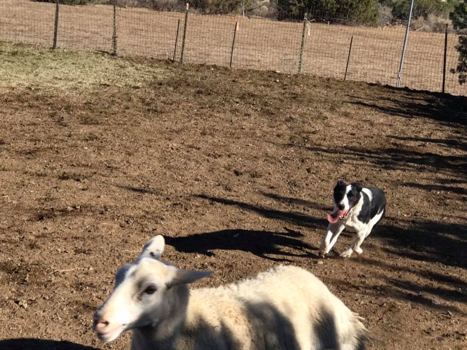 Expert Sheep Herding Classes Drummond Ranch Sheep Herding Acton CA