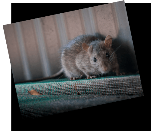 Northwest Arkansas #1 Wildlife Removal Service