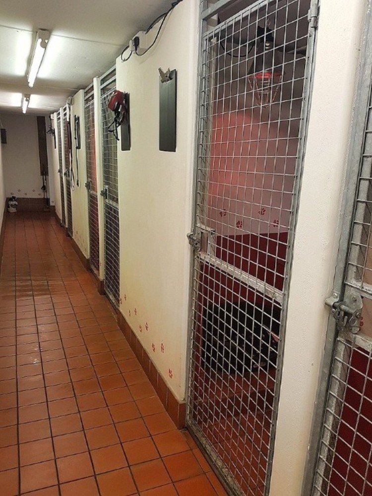 Luxury dog hotel Fiveacre Kennels