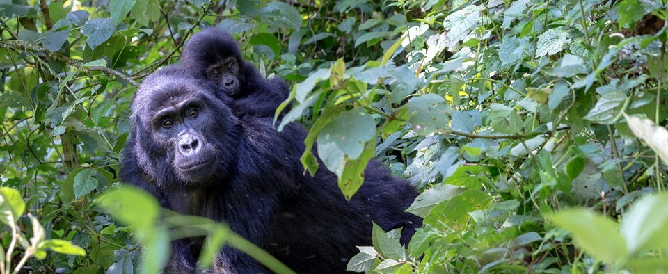 mwe diversifies into rwandan gorilla trekking