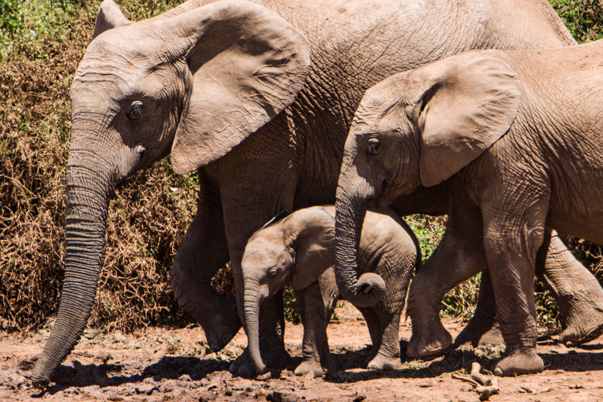 Addo Elephant National Park