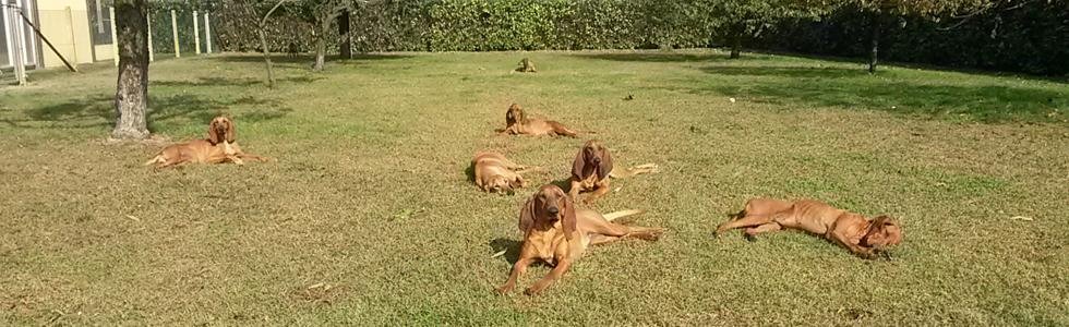 Pensione Per Cani Sesto San Giovanni