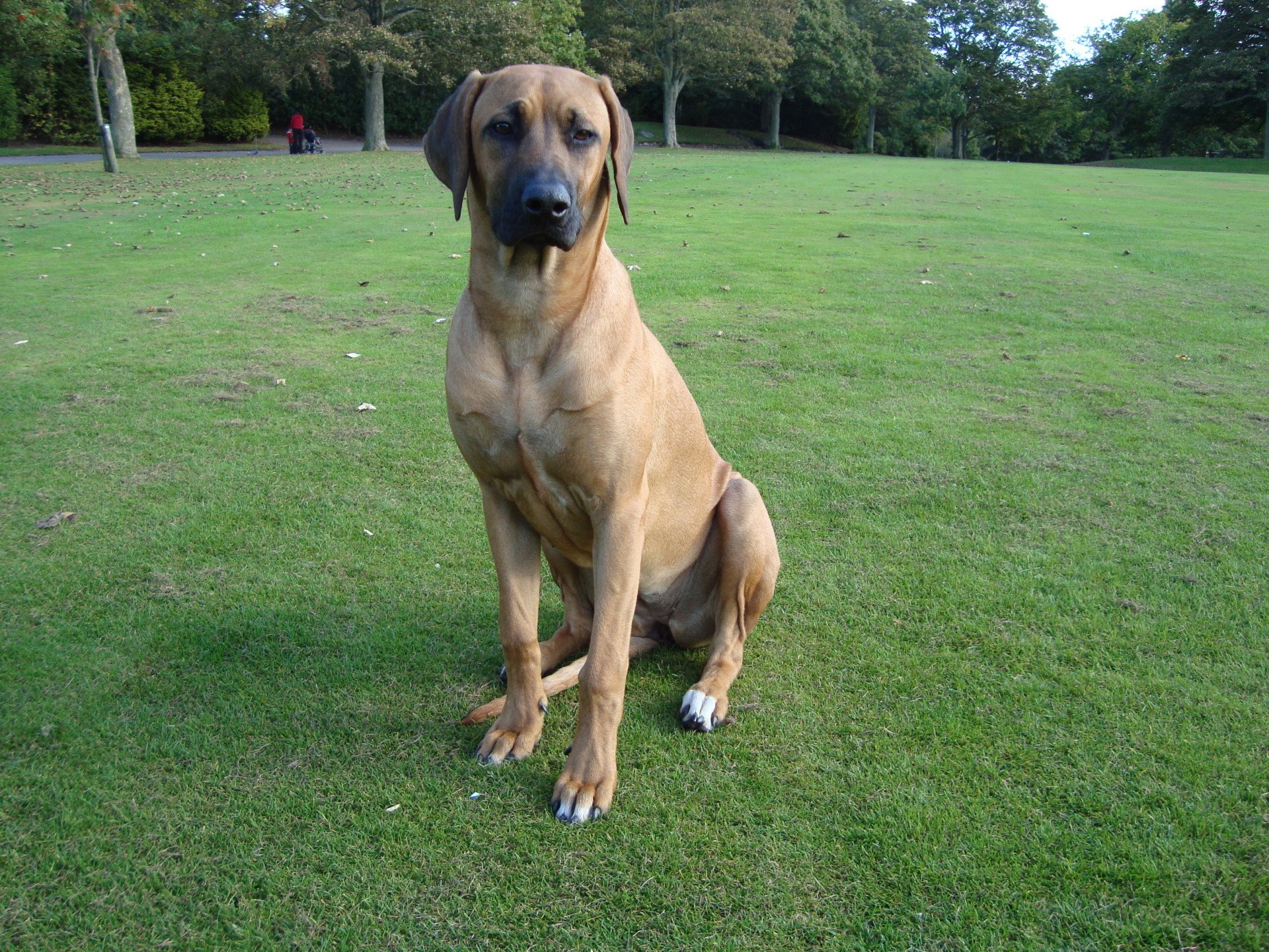 Kansenji Rhodesian Ridgebacks