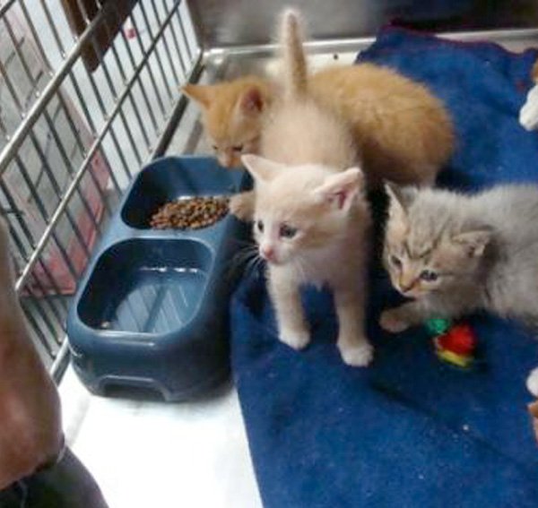 Gallery House Call Vet