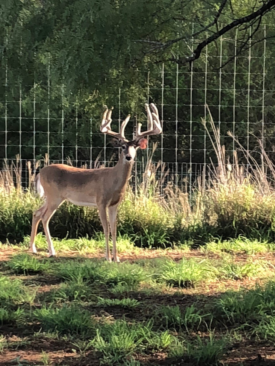 Critter Care Veterinary Clinic Laredo, TX Gallery