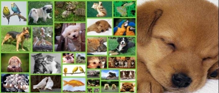 Prodotti Per Animali Mantova Alsir