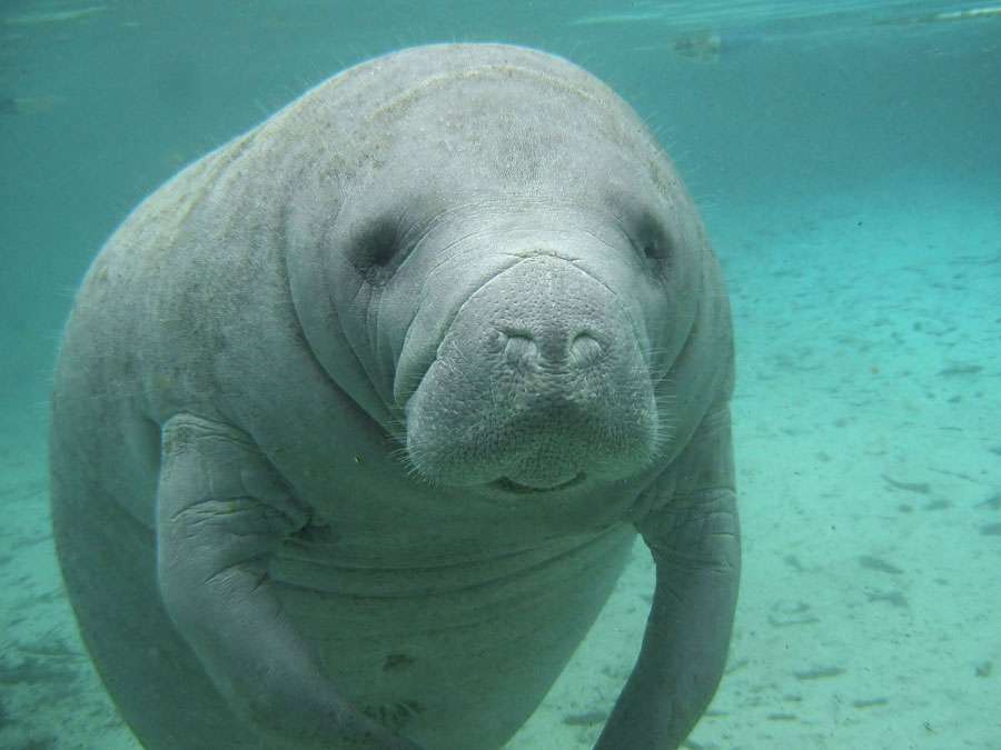 Manatees in Costa Rica