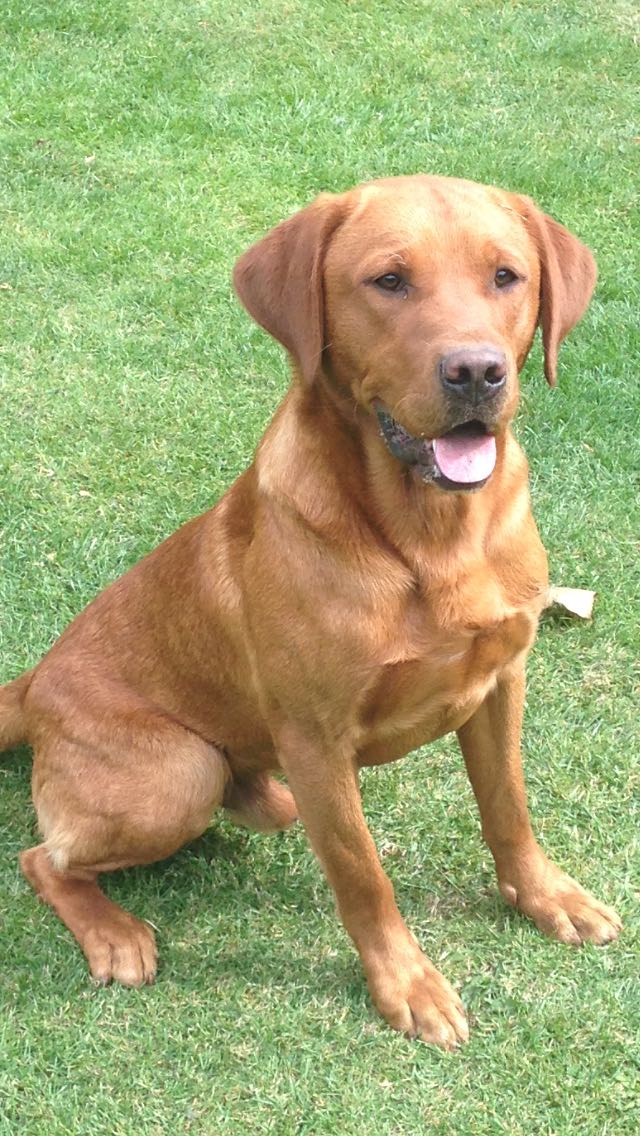 Labrador Fox Red For Stud - Rufus