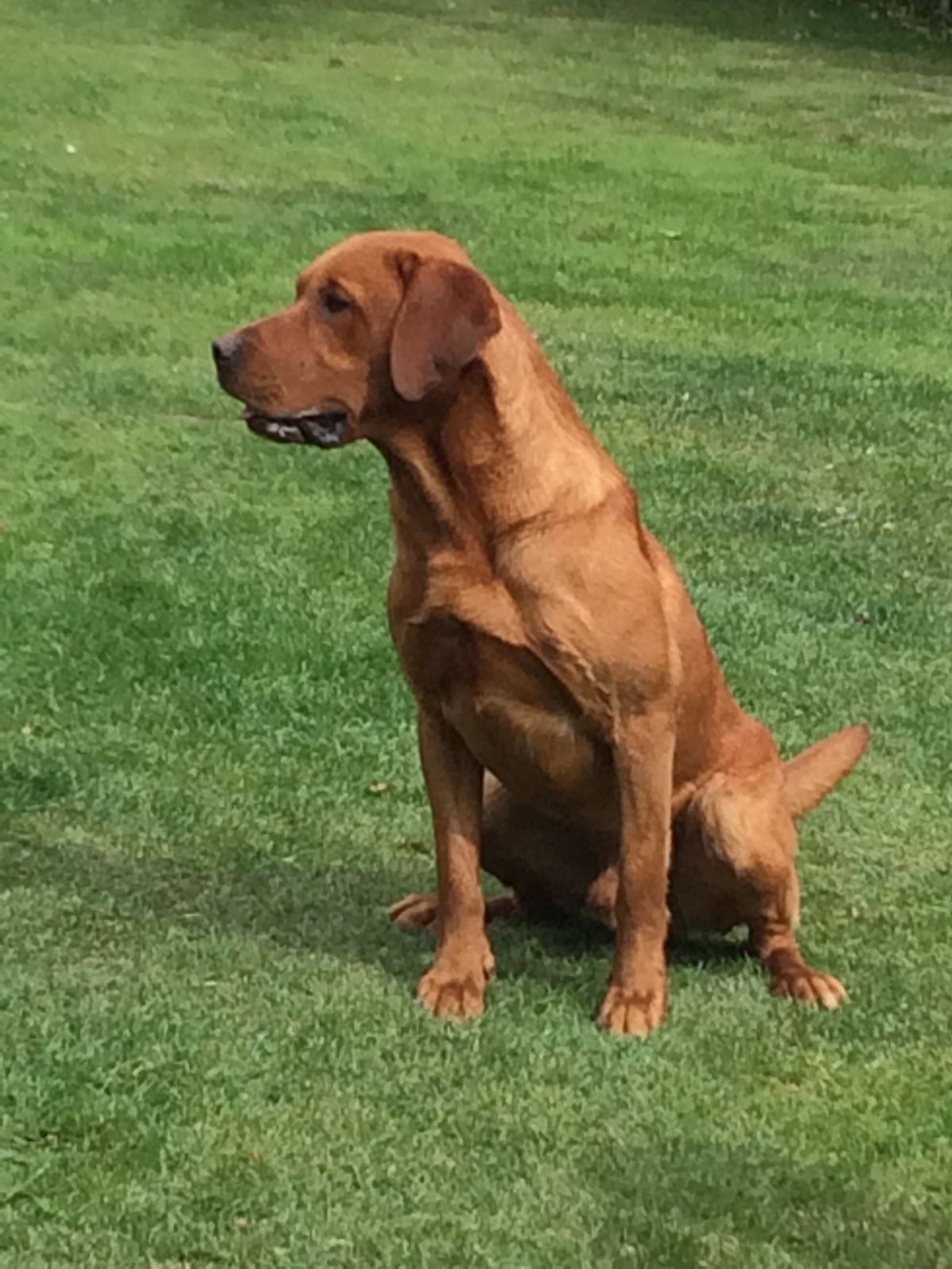 Labrador Fox Red For Stud - Rufus