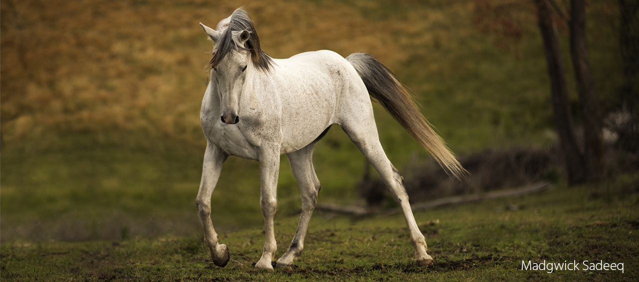 madgwick indian warrior