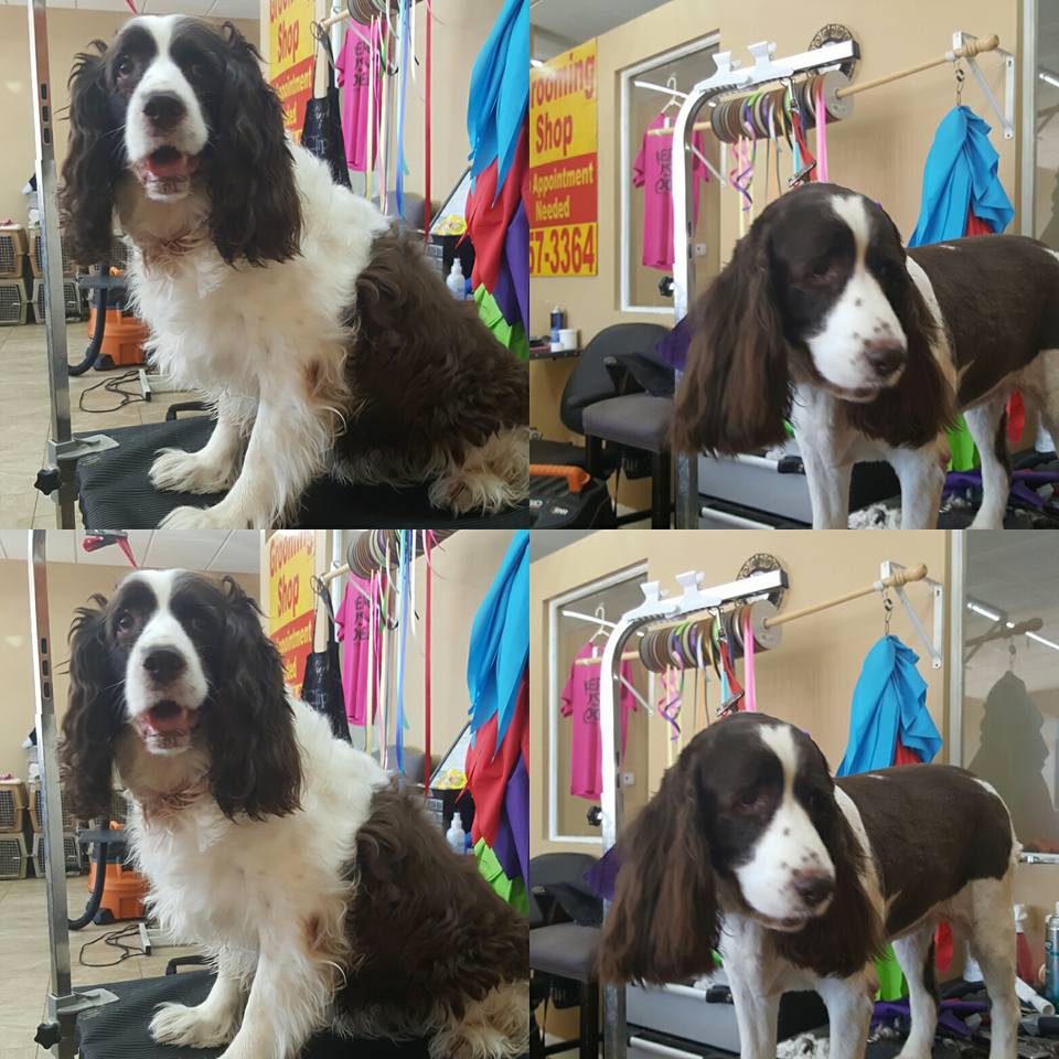 Cat And Dog Grooming Cedar Park, TX Daycare Grooming