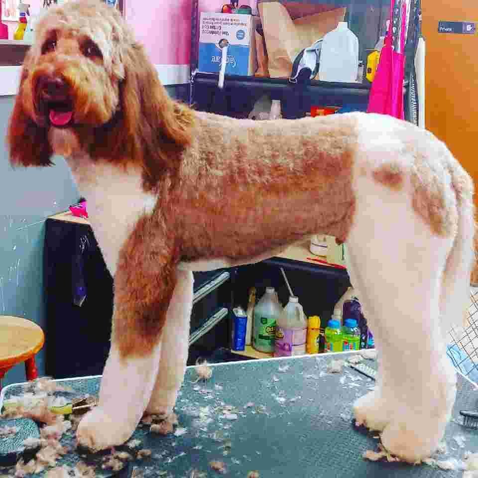 Daycare Grooming Photo Gallery Cedar Park, TX Pet Groomers