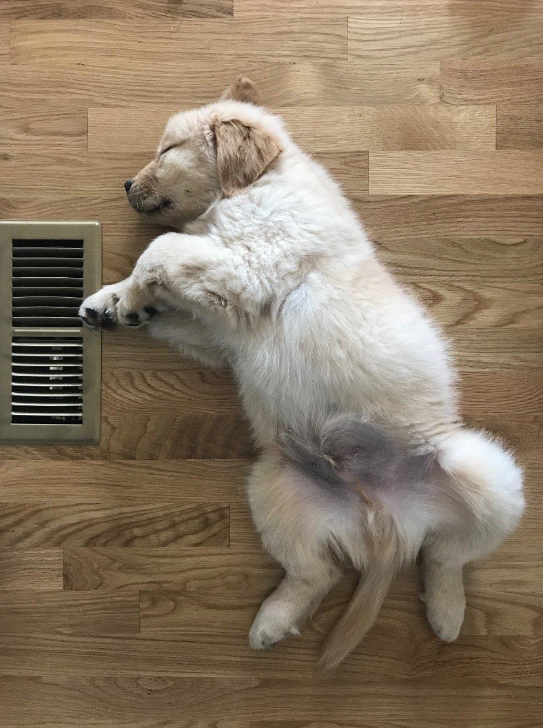 Pets, HVAC Systems, and Indoor Air What You Need to Know