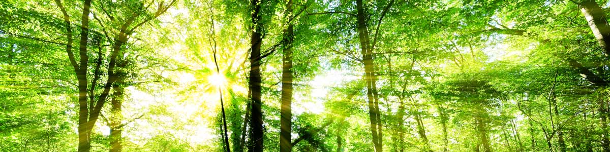 Trees in need of servicing in Townsville