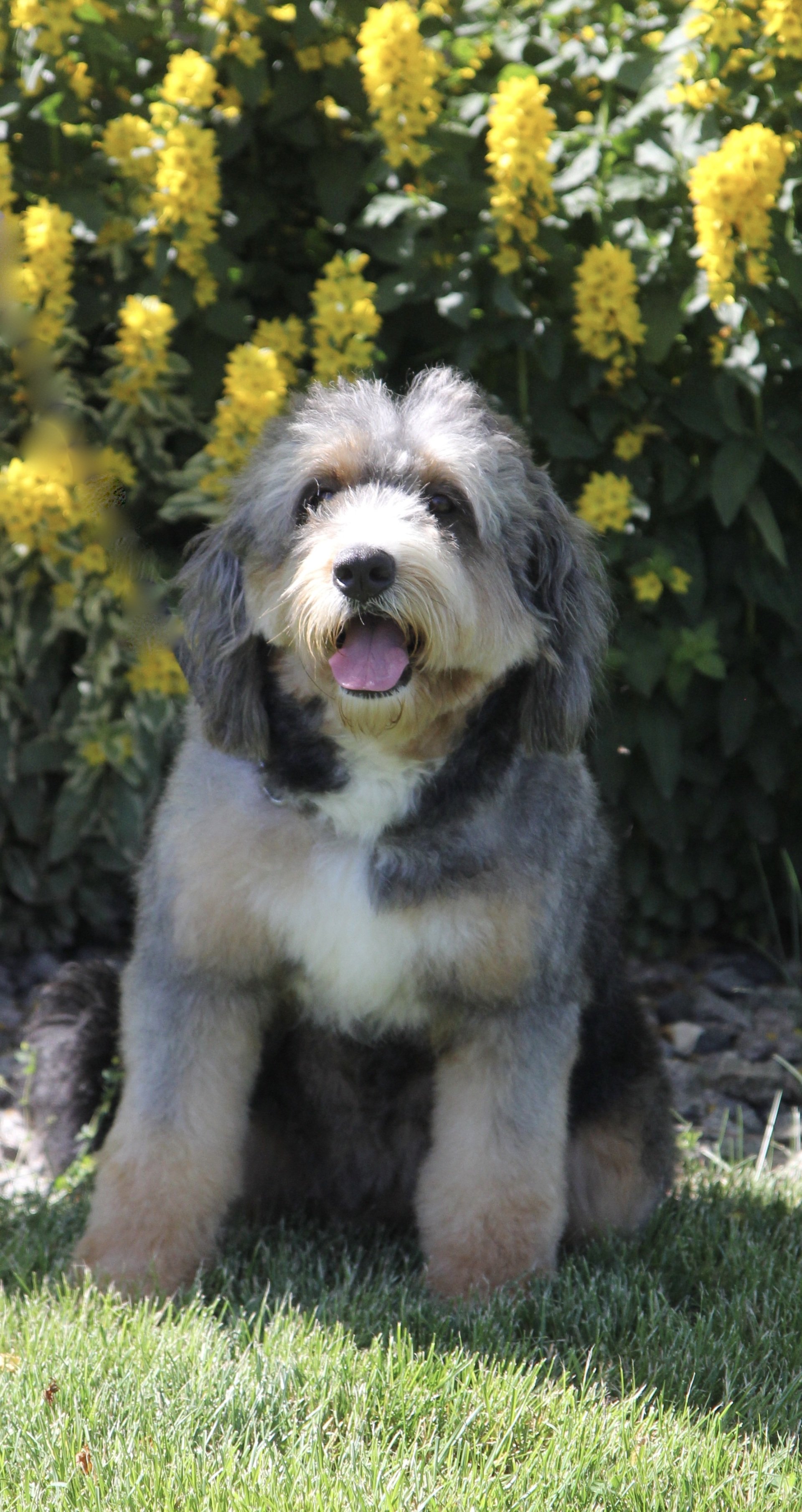 petite-bernedoodles