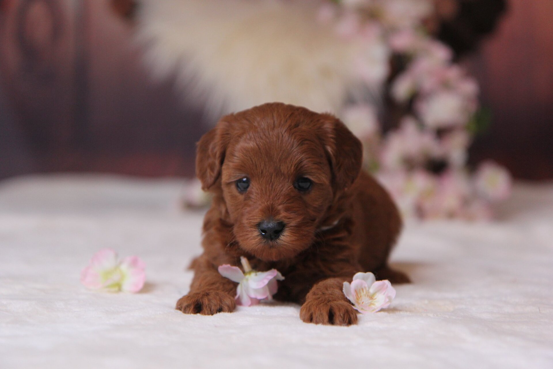 Petite Goldendoodles