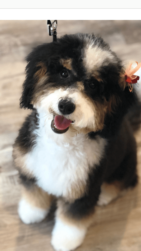 bernedoodle puppy checklist