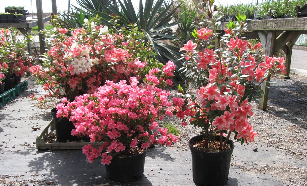 Gallery Myers Greenhouse WinstonSalem, NC & Clemmons, NC