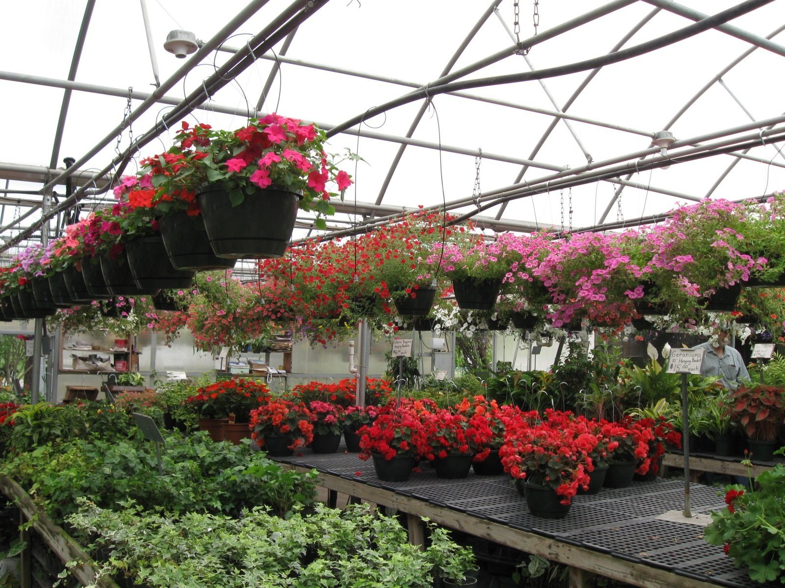 Hanging Baskets Myers Greenhouse WinstonSalem & Lexington, NC