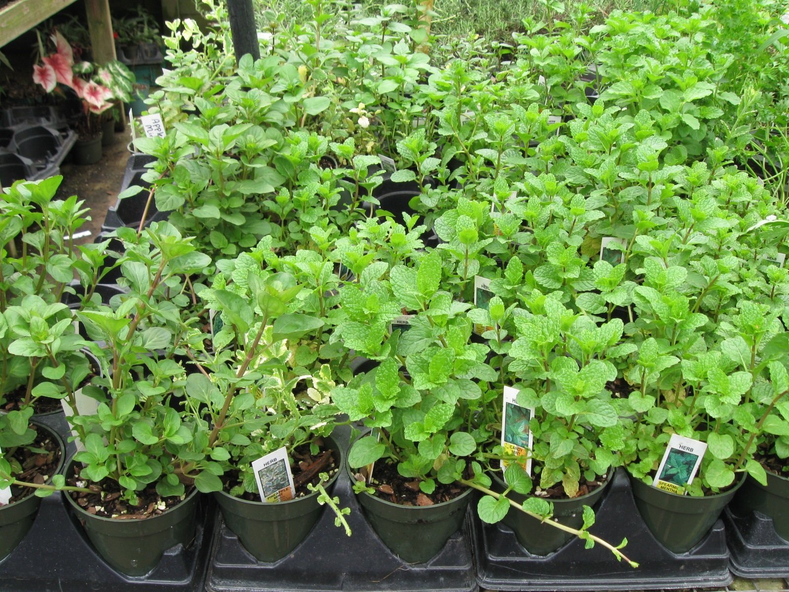 Herbs Myers Greenhouse WinstonSalem, Lexington, & Clemmons, NC