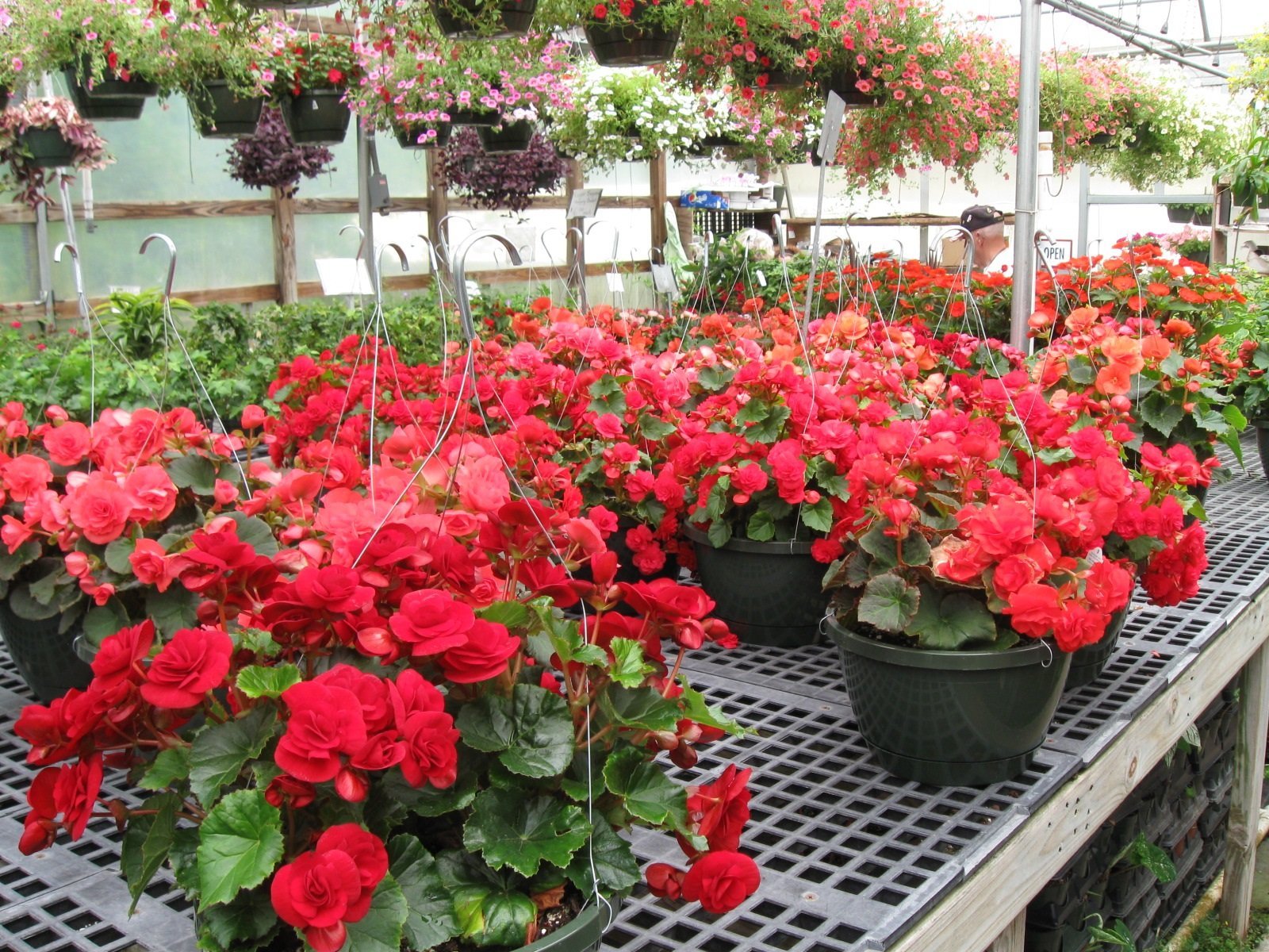 Hanging Baskets Myers Greenhouse WinstonSalem & Lexington, NC