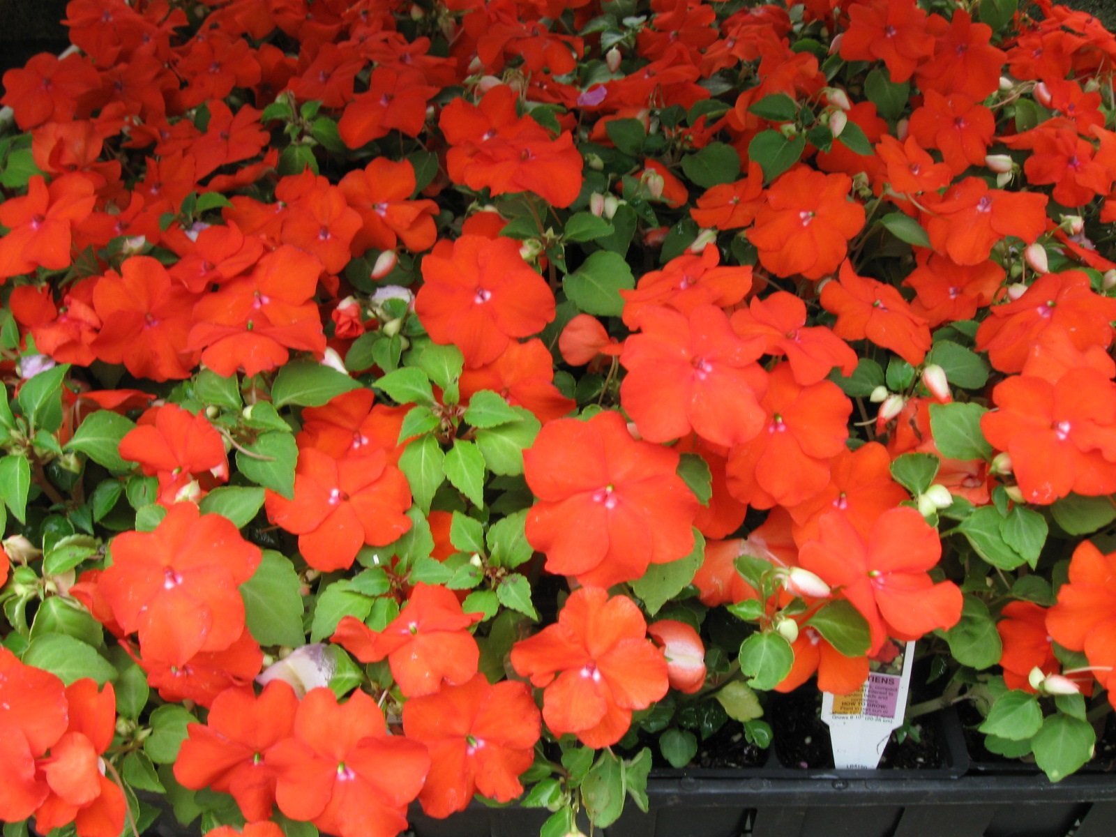 Annuals Bedding Plants Myers Greenhouse Yadkinville, NC