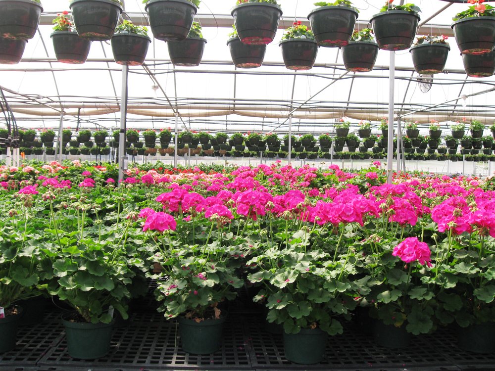 Gallery Myers Greenhouse WinstonSalem, NC & Clemmons, NC