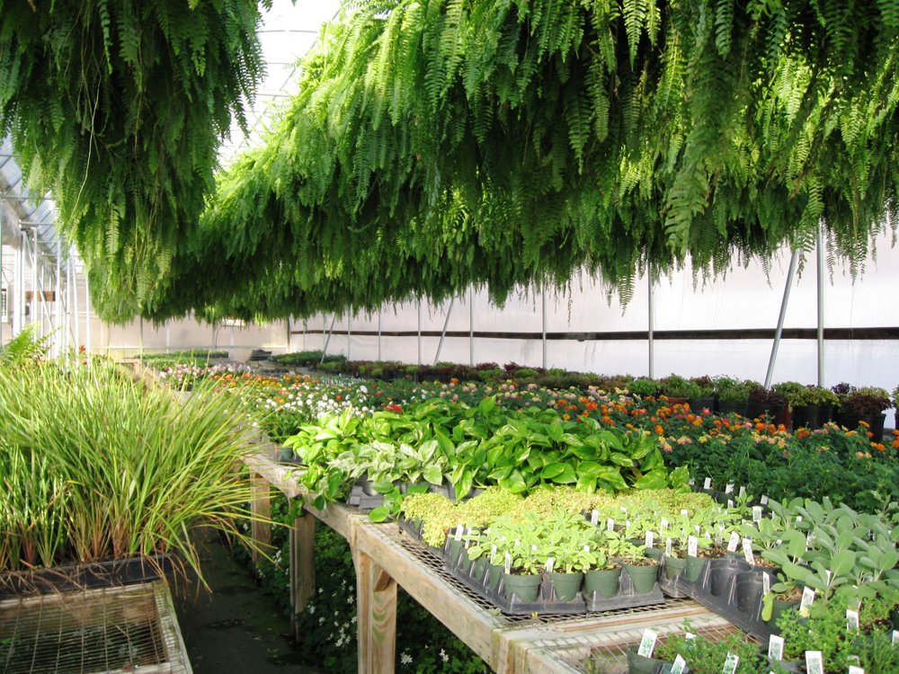 Local Greenhouse WinstonSalem, NC Myers Greenhouse Clemmons, NC