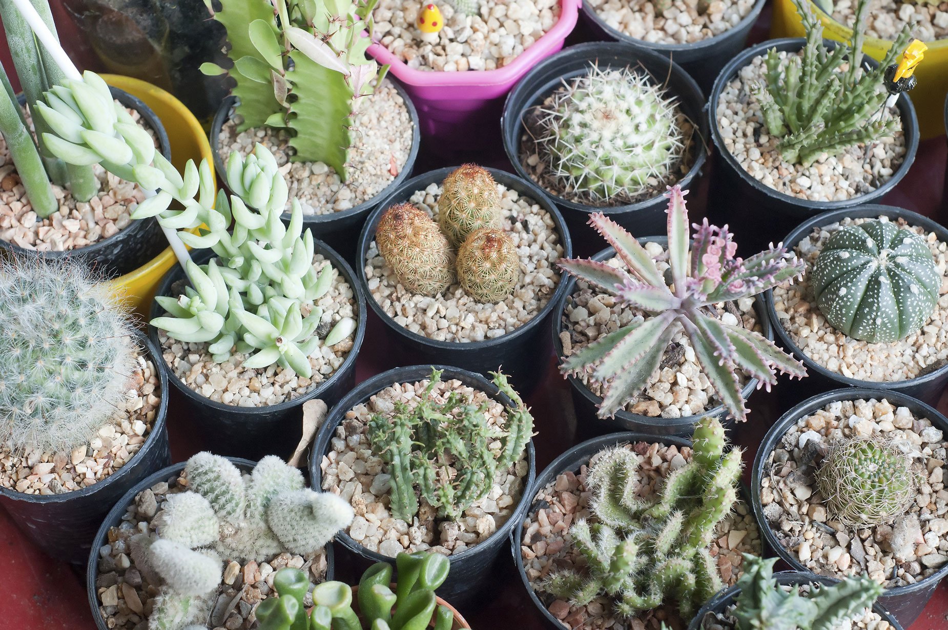 Local Greenhouse WinstonSalem, NC Myers Greenhouse Clemmons, NC