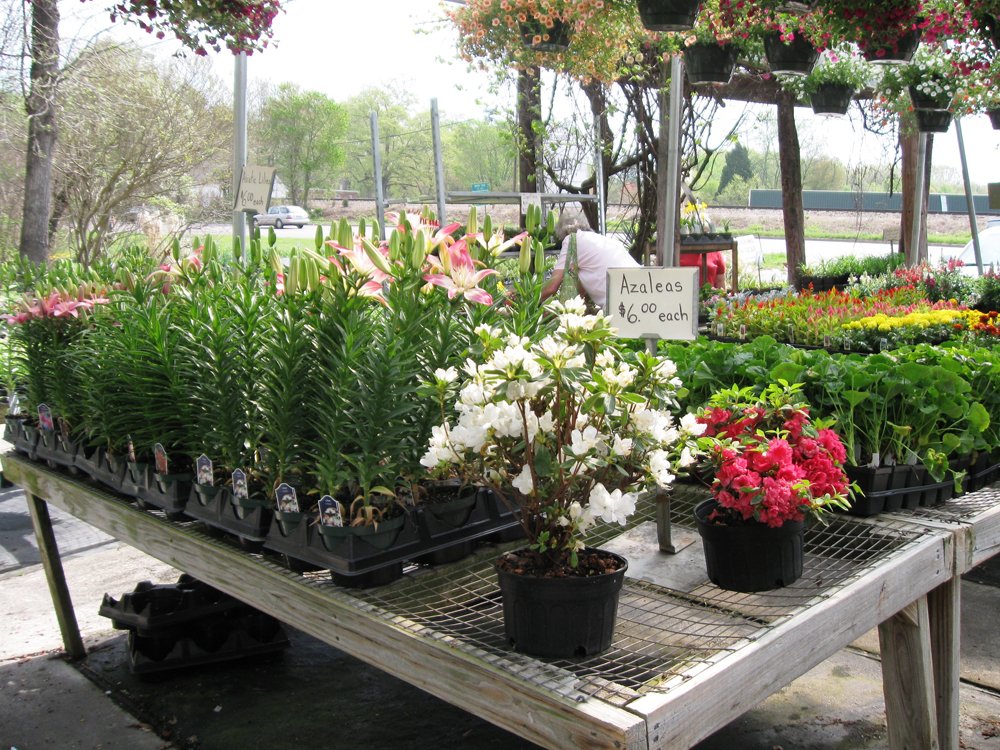 Gallery Myers Greenhouse WinstonSalem, NC & Clemmons, NC