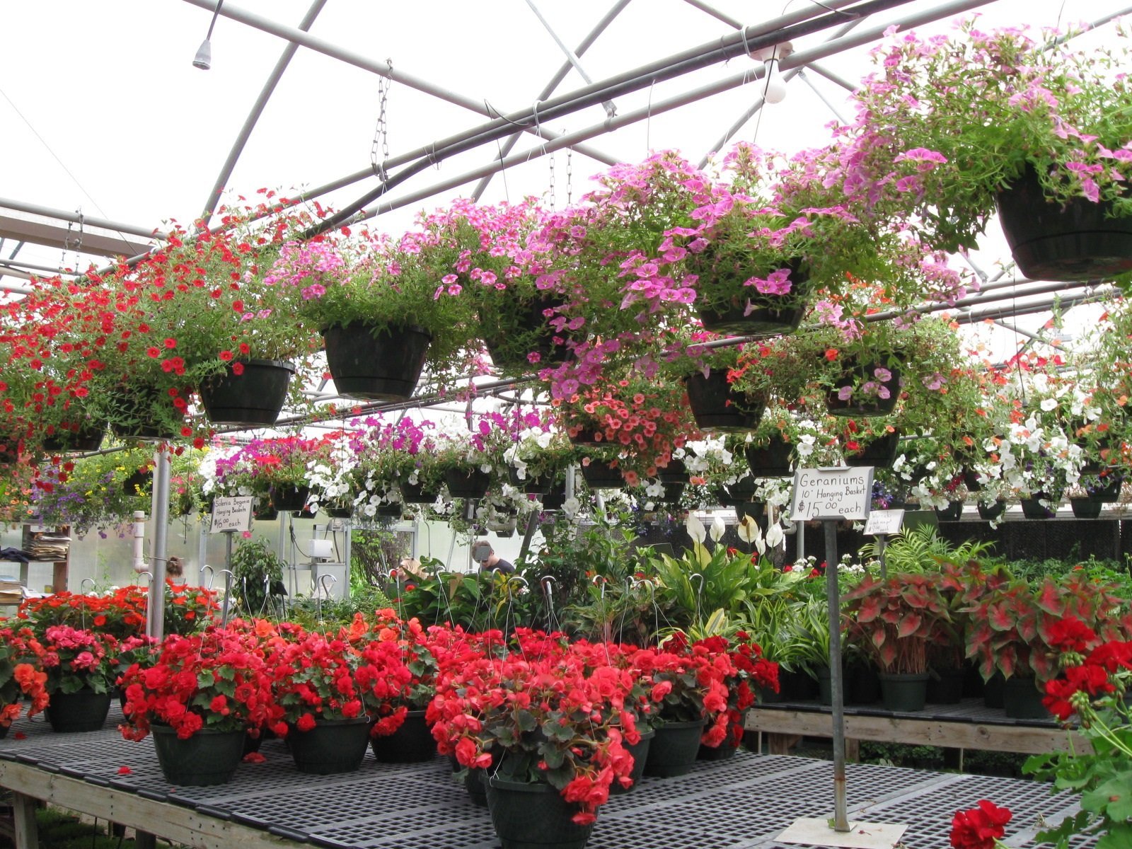 Local Greenhouse WinstonSalem, NC Myers Greenhouse Clemmons, NC