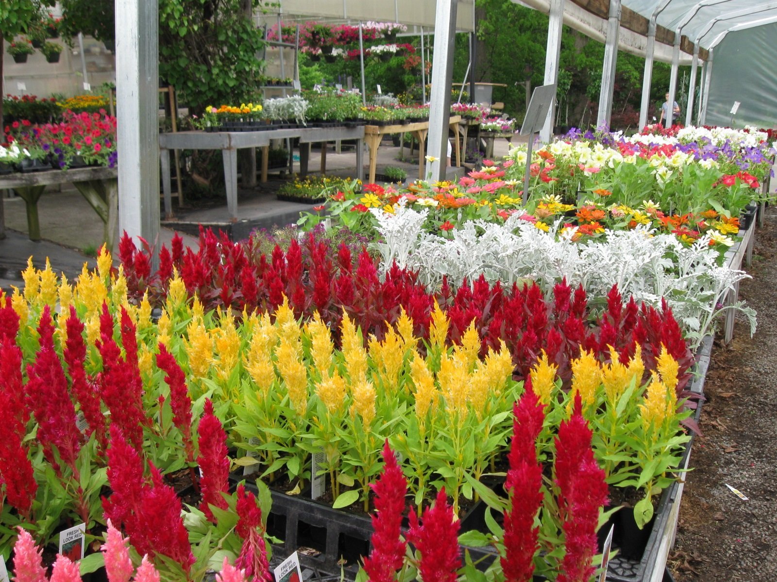 Local Greenhouse WinstonSalem, NC Myers Greenhouse Clemmons, NC