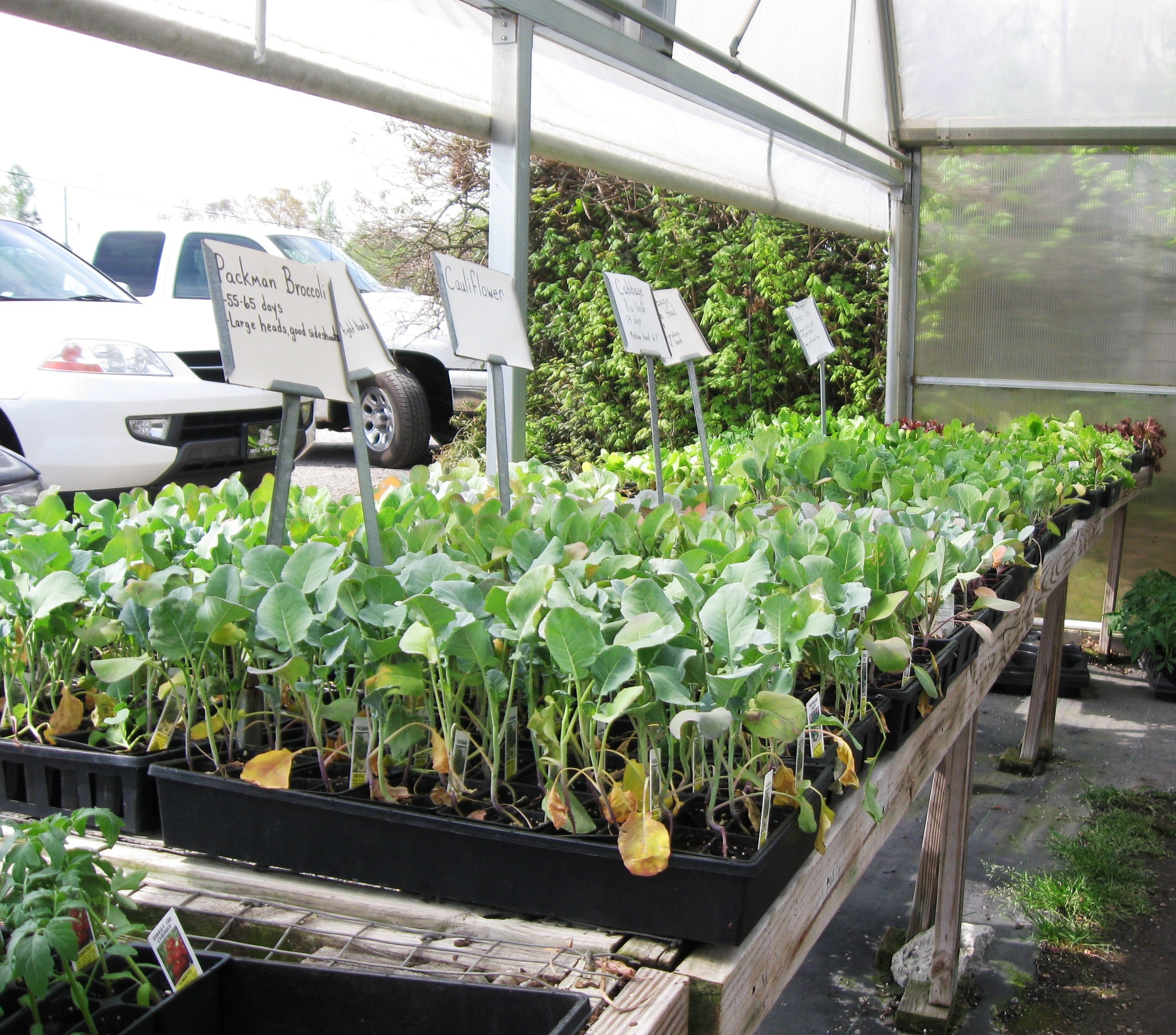 Fruit & Vegetable Plants Myers Greenhouse WinstonSalem, NC