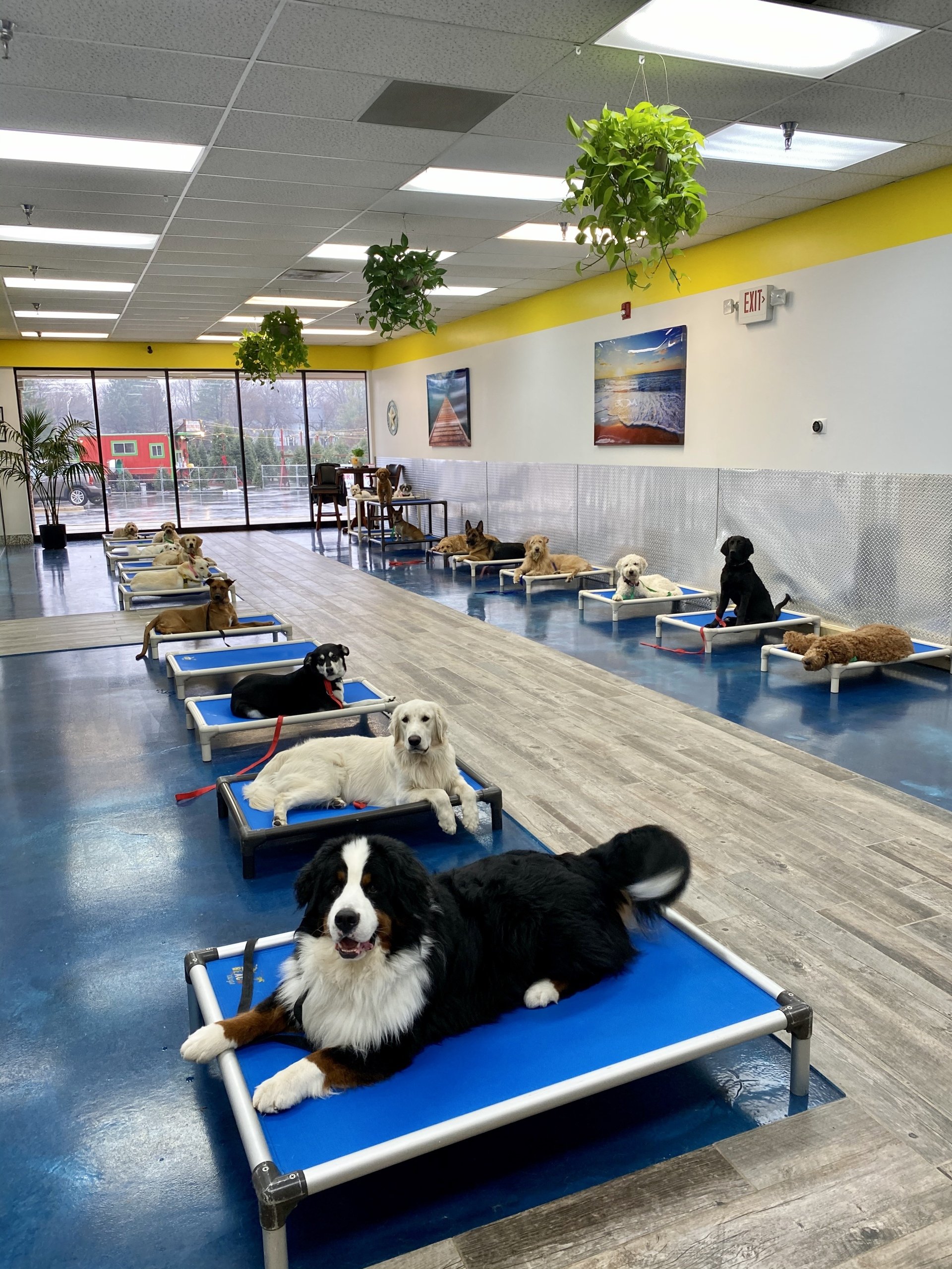 Dog Training Naperville, IL Beach For Dogs