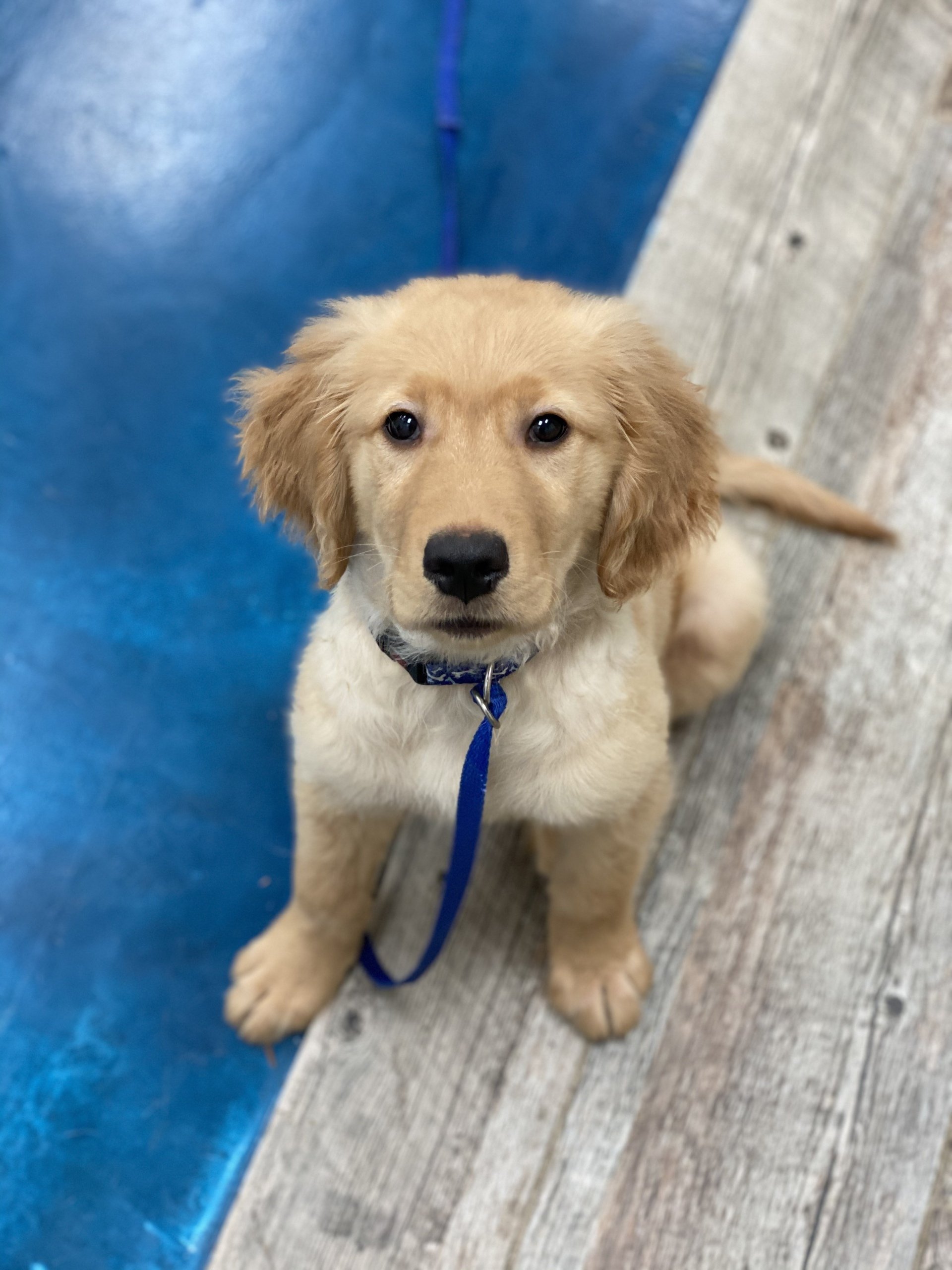 Dog Training Naperville, IL Beach For Dogs