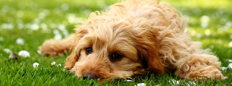 Dog Boarding South Devon Dog Boarding South Devon