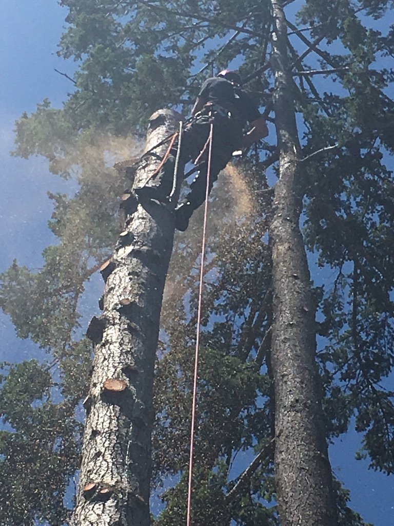 Henry Tree Service Photo Gallery of activities on Whidbey Island, WA