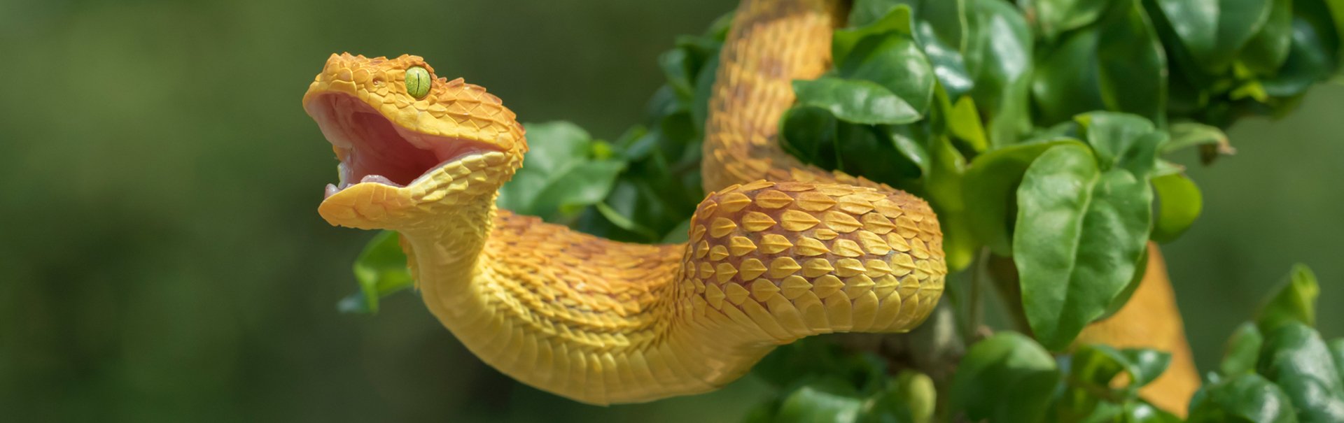 reptile shop salisbury