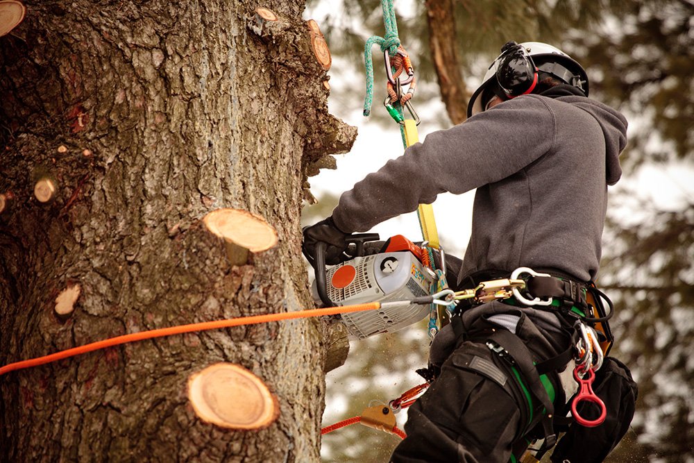 Experienced Tree Service San Diego County, CA Xtreme Arborists