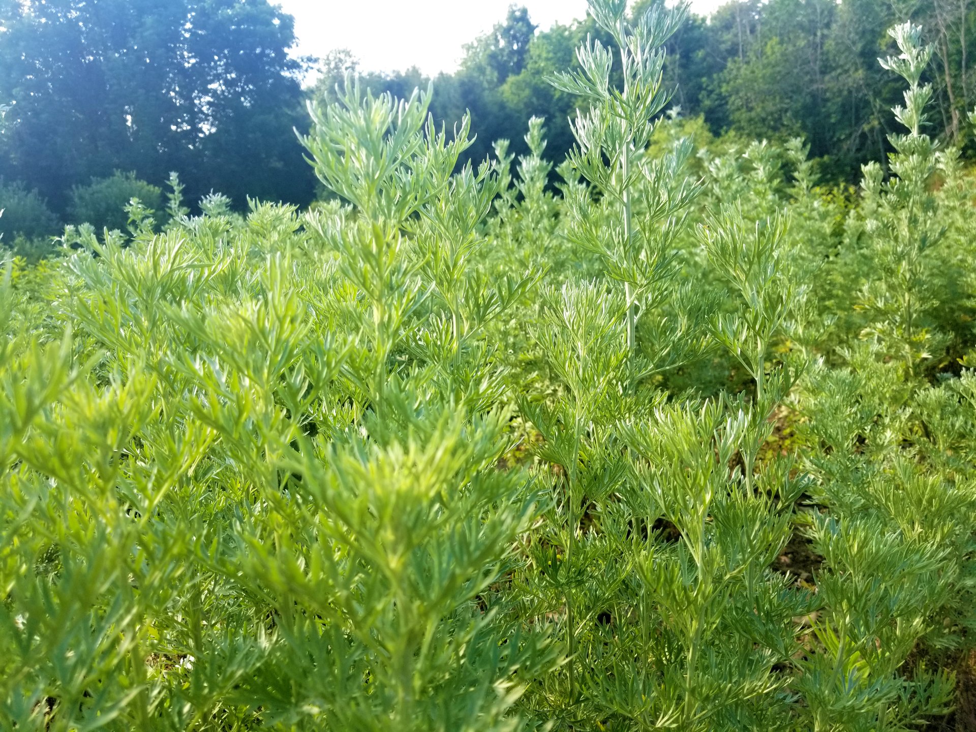 Standard Wormwood Upstate NY Farm