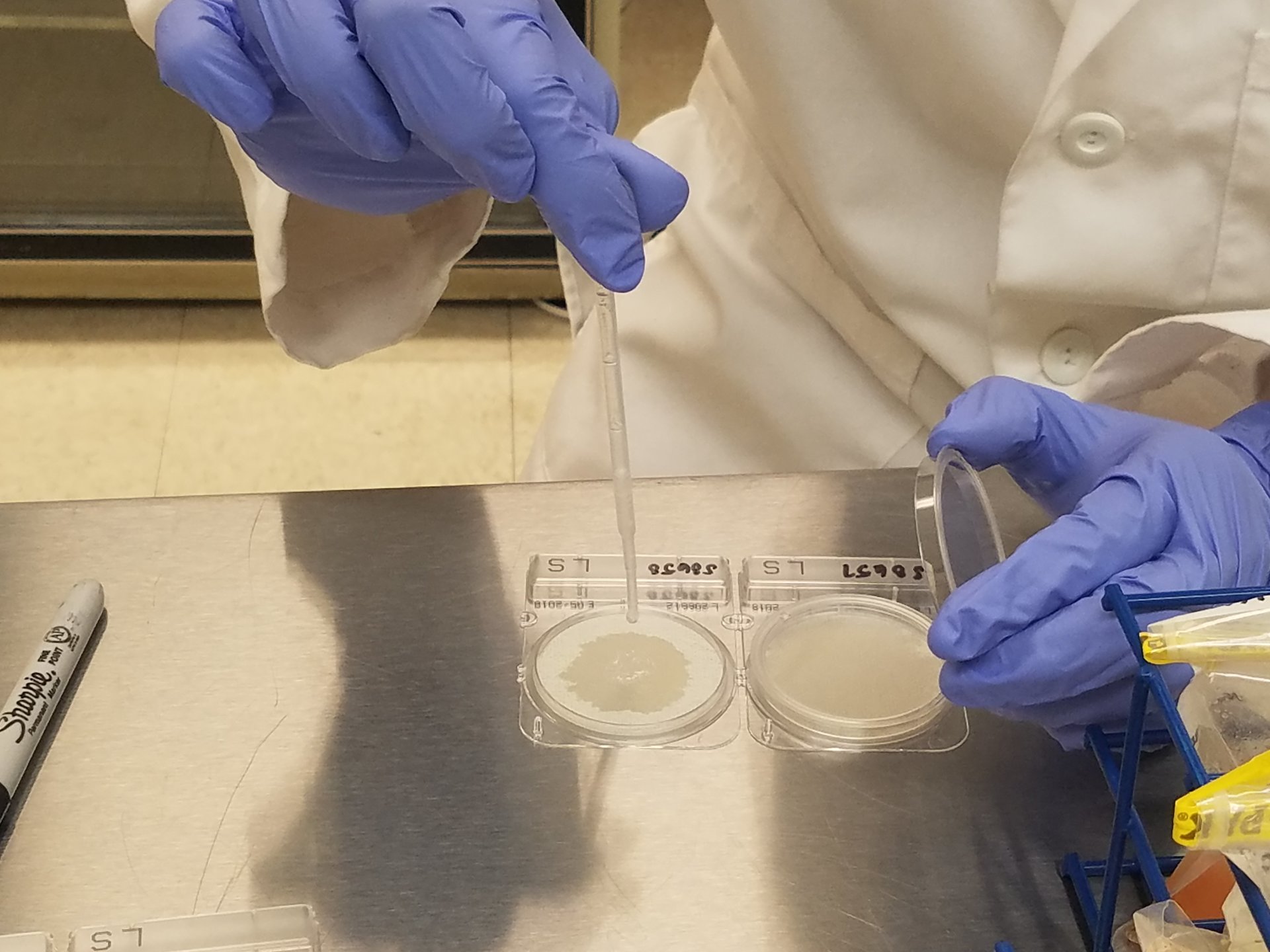 Microbiological Testing, Environmental Monitoring, Bacterial Endotoxin Testing Camden, NJ