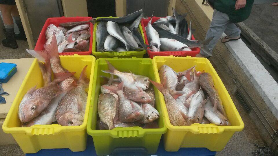 The ultimate fishing experience to catch the best fishes in Te Awamutu, NZ