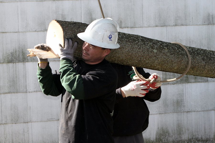 Commercial & Municipal Tree Service Branching Out Tree Service