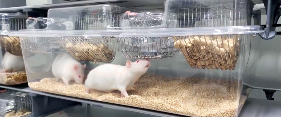 Rat Products