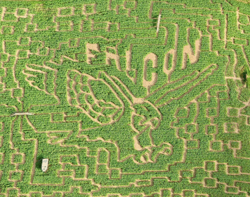 Falcon Maze at the Great Vermont Corn Maze