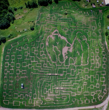 The Gorilla Maze at the Great Vermont Corn Maze